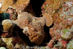Froggy by Stuart Ganz 